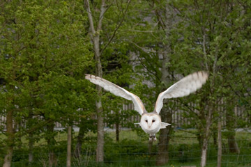 Barn Owl Flies Out from the Trees