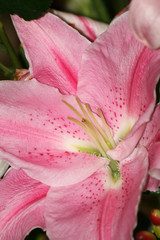 Close-up of a beautiful pink Stargazer Lily.