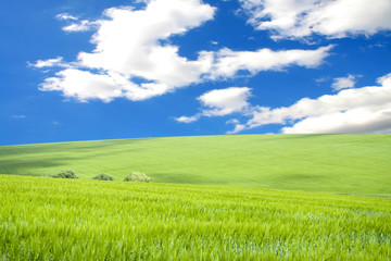 Fototapeta premium grass