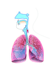 respiratory system anatomy
