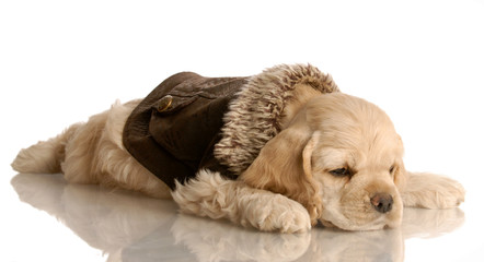 cocker spaniel puppy resting wearing brown leather jacket