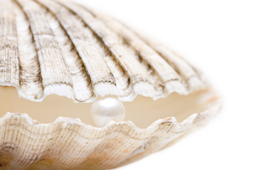 Perle mit Muschel