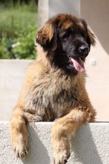 jeune chien léonberg sur un balcon attendant son maître