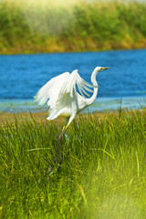 beautiful egret with her wings open for flight