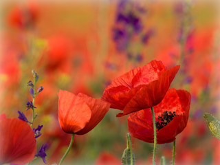 Red poppy