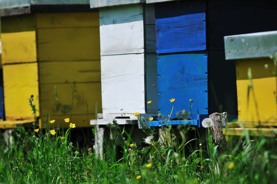 bee home at meadow