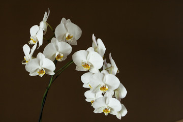 Fototapeta premium White orchid