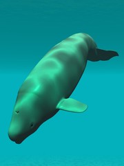 Beluga - Weisser Wal