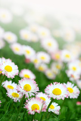 field of daisies