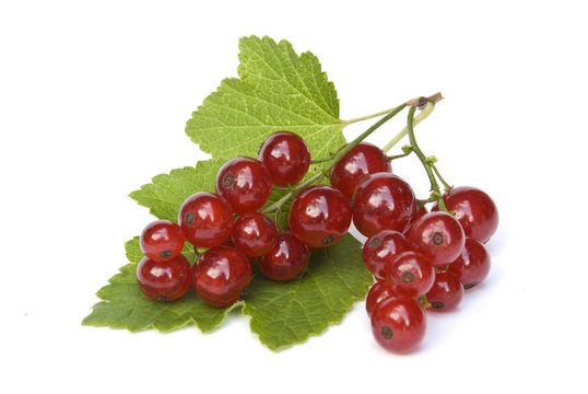 Red Currant