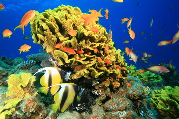 Leafy Cup Coral and Red Sea Bannerfish