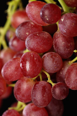 Close-up of grapevine