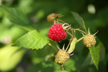 framboise