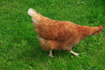 Freilandhaltung, Haushuhn, Gallus gallus domesticus, Huhn