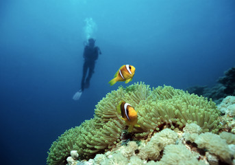 Diver and Clownfish