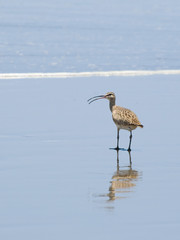 Whimbrel