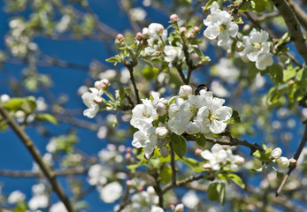 Blossoming apple tree branch