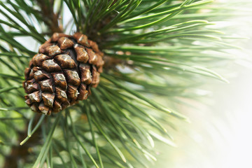 Fur-tree branch with a fruit