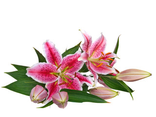 Lilie isolated on white background © motorolka