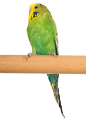 budgerigar on white background