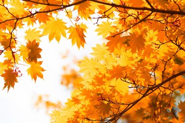 Fototapeta na wymiar Autumn, yellow leaves
