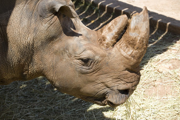 Obraz premium Rinoceronte