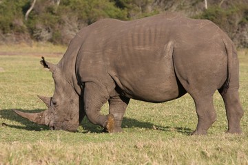 Obraz premium White Rhino