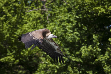 Vuelo de buitre