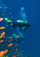 Fototapeta na wymiar A divers floating over a coral reef in the Red Sea