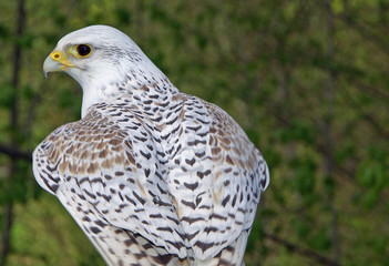 Gerfalke im weißen Federkleid