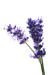 Lavendel