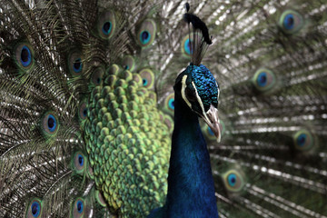 Fototapeta na wymiar Paon - Peacock