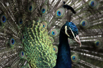 Fototapeta na wymiar Paon - Peacock