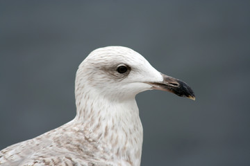 Seagull