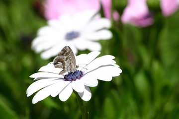 Butterfly feeding nectar on a daisy flower