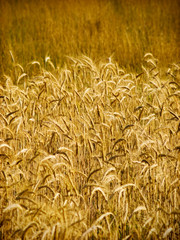 wheat closeup