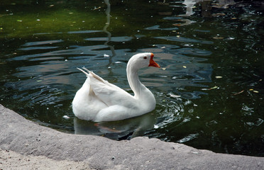 White goose