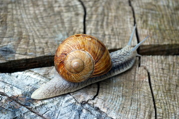 Snail crawling on tree trunk