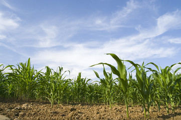 Piante di mais in crescita