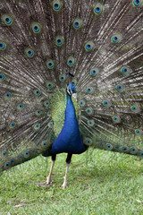 Obraz premium Paon - Peacock