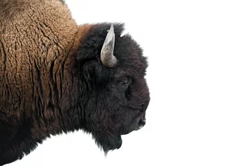 Poster Amerikaanse bizon in Yellowstone National Park geïsoleerd op wit © Sascha Burkard