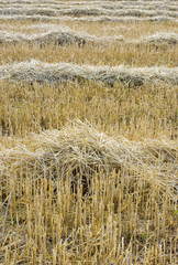 Fototapeta premium Stoppie di grano