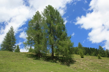 lärchen auf der nockalm