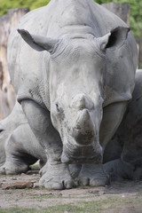 Naklejka premium Nashorn