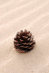 Pine cone on the beach