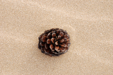 Fototapeta na wymiar Pine cone on the beach