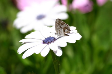 Butterfly feeding nectar on a daisy flower