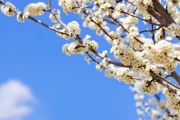 Pink flower against Blue sky