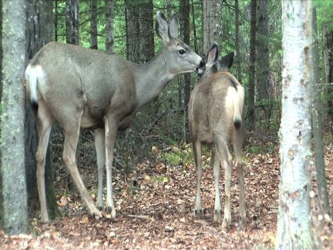 Mother cleaning up fawn