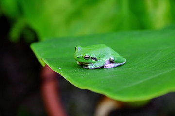 Green fog resting on a leaf